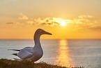 gannet