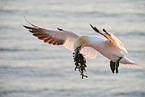 flying gannet