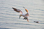 flying gannet