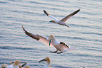 flying gannets