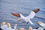 gannet