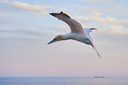 flying gannet