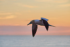 flying gannet