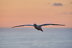 flying gannet