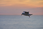 flying gannet