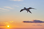 flying gannet