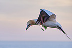 flying gannet