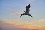 flying gannet