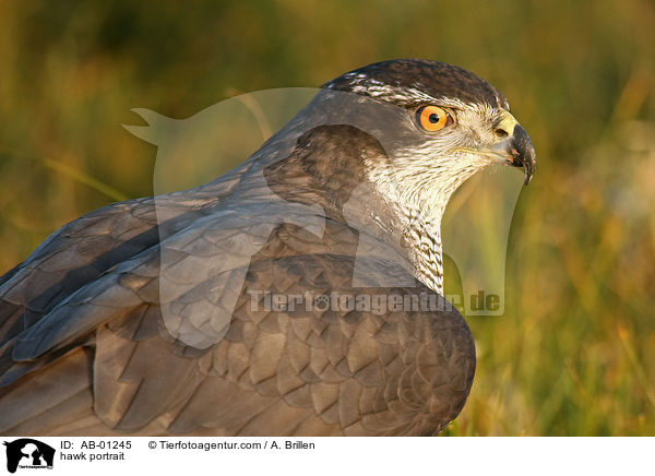 Habicht Portrait / hawk portrait / AB-01245