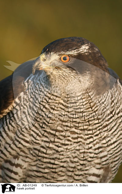 Habicht Portrait / hawk portrait / AB-01249