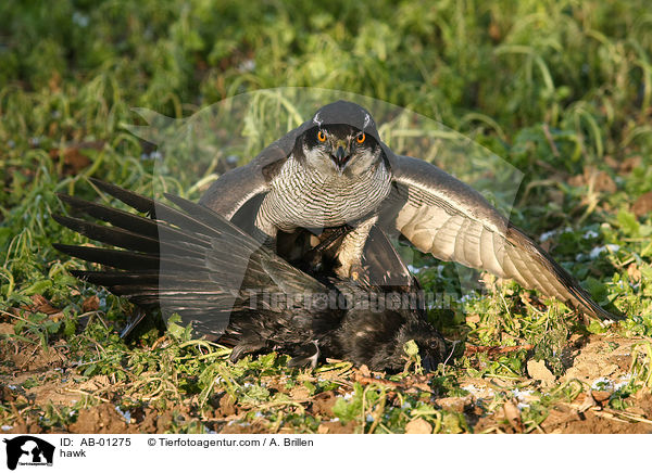Habicht / hawk / AB-01275