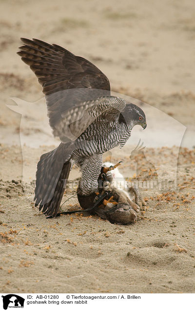 Habicht erlegt Kaninchen / goshawk bring down rabbit / AB-01280