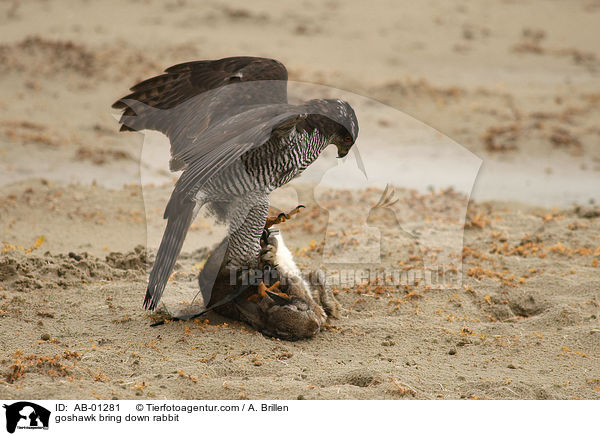 Habicht erlegt Kaninchen / goshawk bring down rabbit / AB-01281