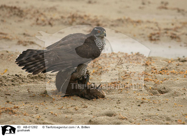 Habicht / goshawk / AB-01282