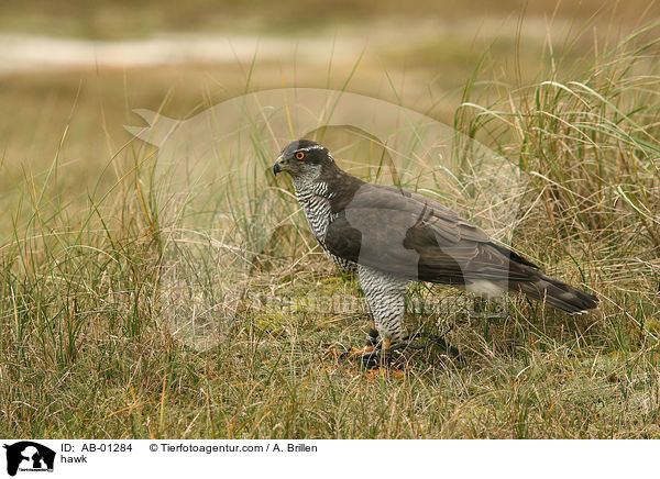 hawk / AB-01284