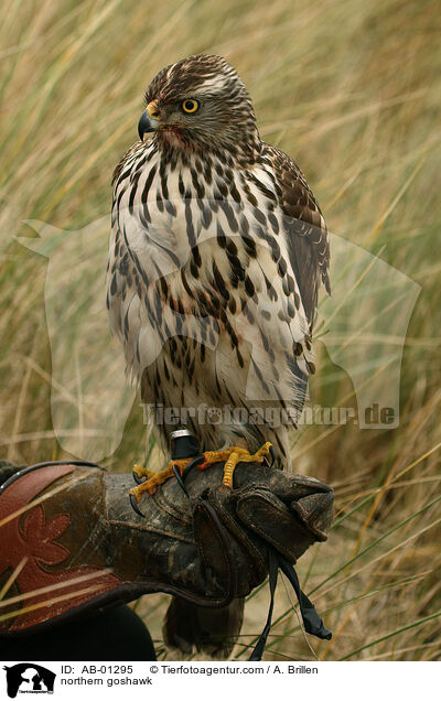 Rothabicht / northern goshawk / AB-01295