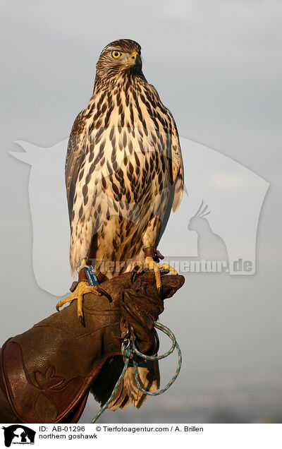Rothabicht / northern goshawk / AB-01296