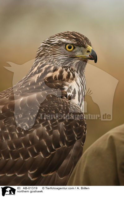 northern goshawk / AB-01319