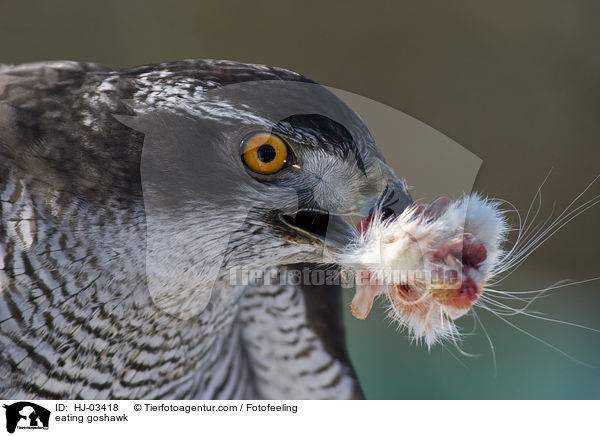 fressender Habicht / eating goshawk / HJ-03418