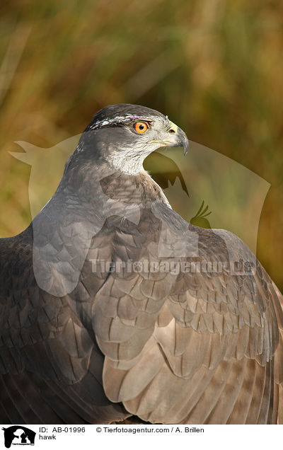 Habicht / hawk / AB-01996