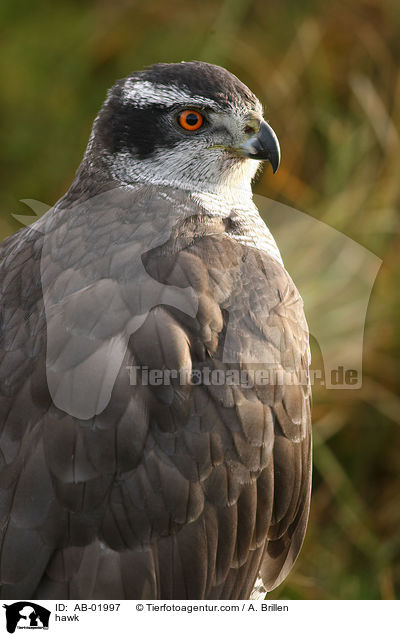 hawk / AB-01997
