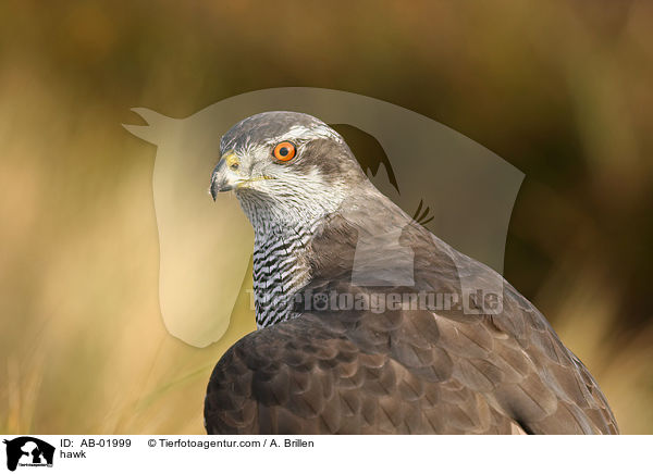 Habicht / hawk / AB-01999