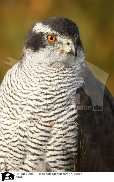 Habicht / hawk / AB-02000