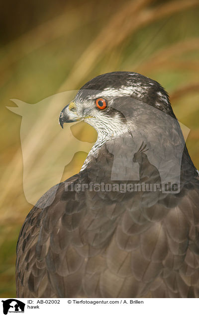 Habicht / hawk / AB-02002