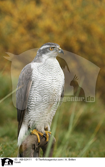 Habicht / hawk / AB-02411