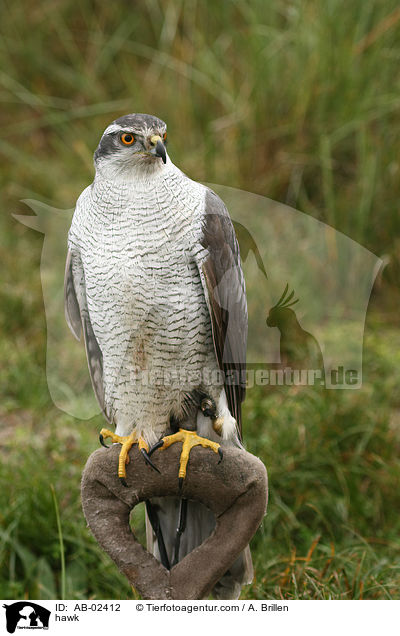 Habicht / hawk / AB-02412