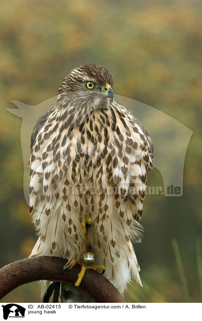 young hawk / AB-02415