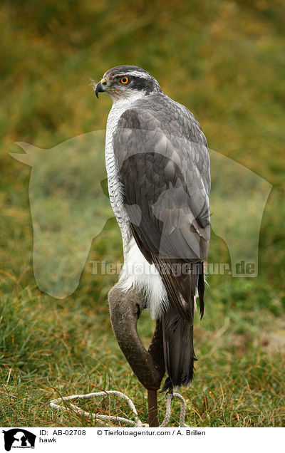 Habicht / hawk / AB-02708