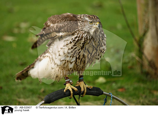 Rothabicht / young hawk / AB-02907