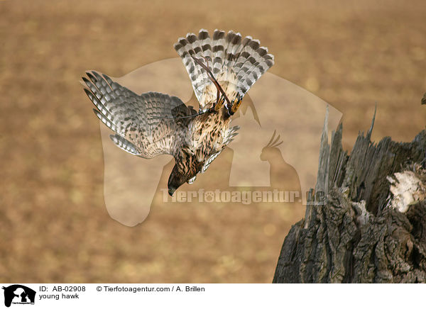 Rothabicht / young hawk / AB-02908