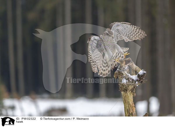 Habicht / hawk / PW-02322