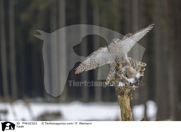 Habicht / hawk / PW-02323