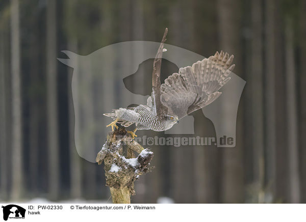 Habicht / hawk / PW-02330