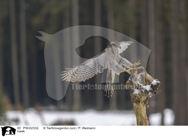Habicht / hawk / PW-02332