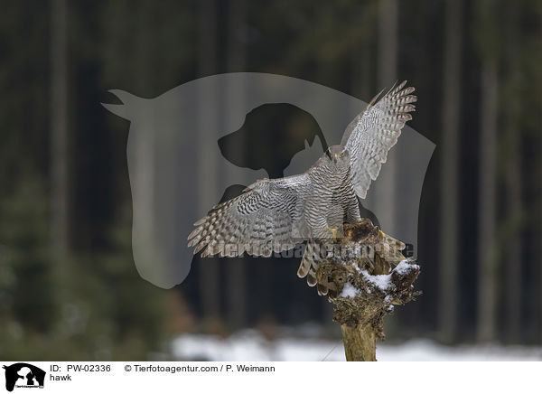 Habicht / hawk / PW-02336
