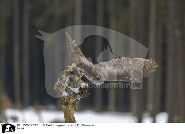 Habicht / hawk / PW-02337