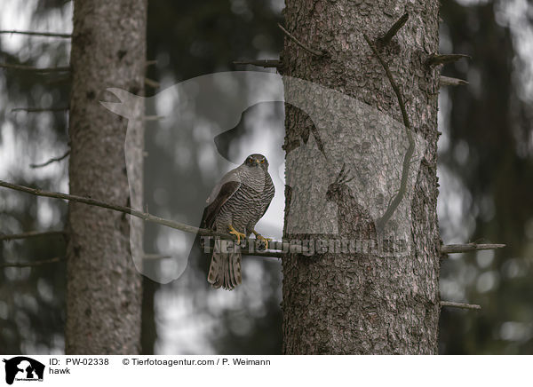 Habicht / hawk / PW-02338