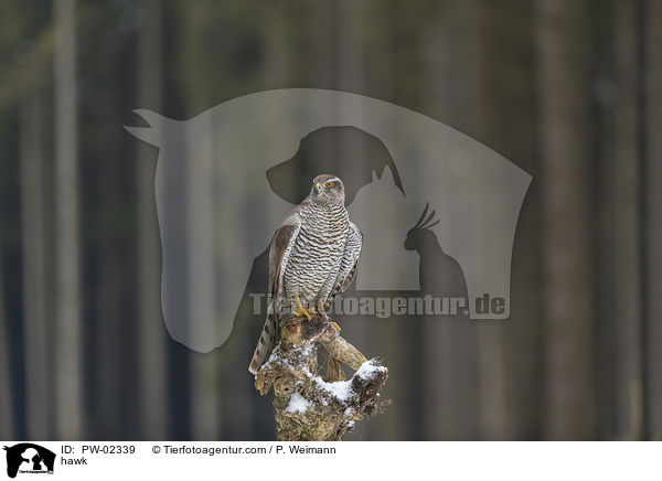 Habicht / hawk / PW-02339