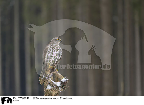 Habicht / hawk / PW-02340