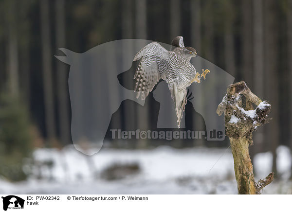 Habicht / hawk / PW-02342