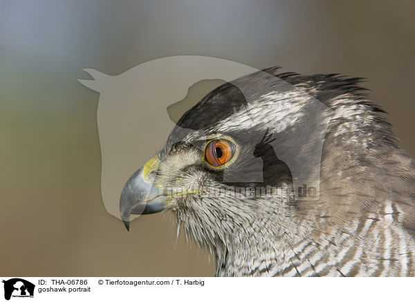 Habicht Portrait / goshawk portrait / THA-06786