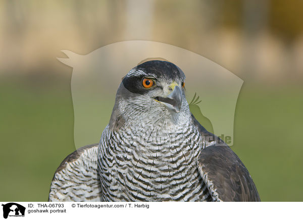 Habicht Portrait / goshawk portrait / THA-06793