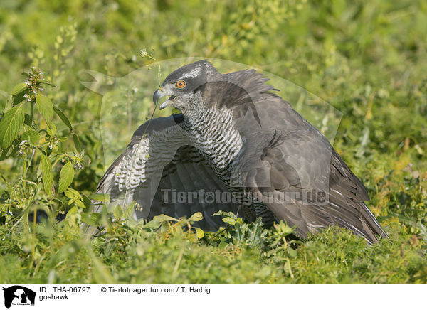 Habicht / goshawk / THA-06797