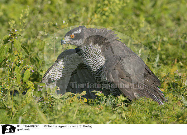 goshawk / THA-06798