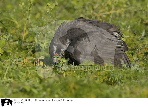 Habicht / goshawk / THA-06800