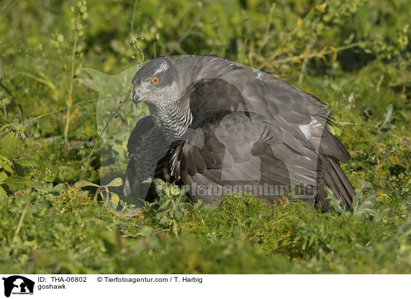 goshawk / THA-06802